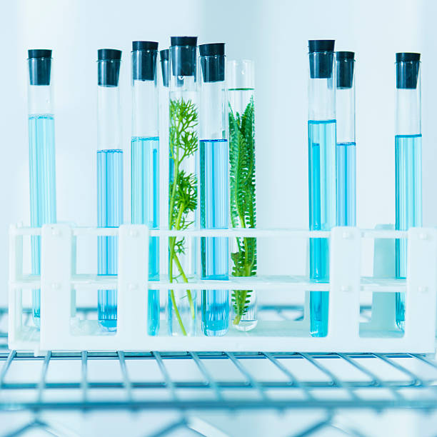 istock Biology investigation in laboratory 530450959