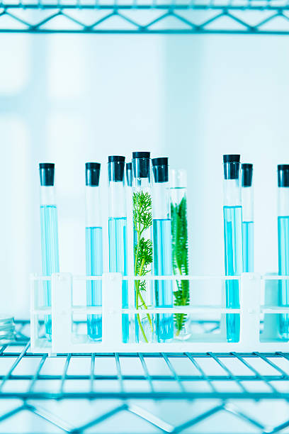 istock Biology investigation in laboratory 530450961