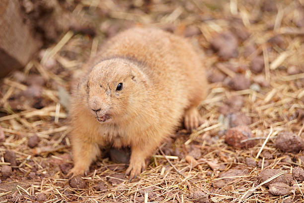 istock Funny prairie dog becomes aggressive 530455509