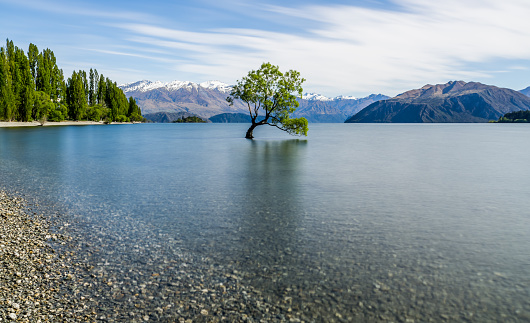 a lone tree sits in the lake at Wanaka, New Zealand