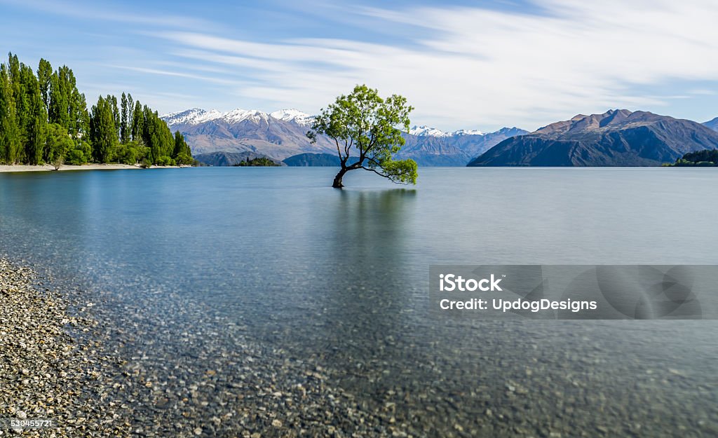 Lone Wanaka Tree Daytime a lone tree sits in the lake at Wanaka, New Zealand Natural Landmark Stock Photo