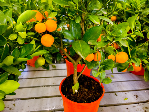 Orange - Fruit, Orange Color, Fruit, Orange Tree, Tree