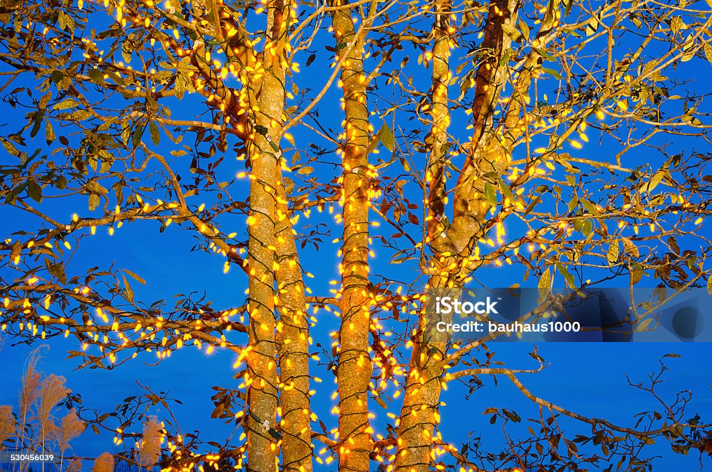 Tree with Lights A large Silver Leaf Magnolia has been decorated with yellow lights and taken against a beautiful blue sky. Blue Stock Photo