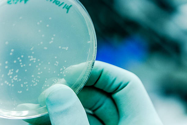 istock Bacteria Culture for Cell Experimentation 530456171