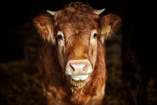 Portrait of young cow