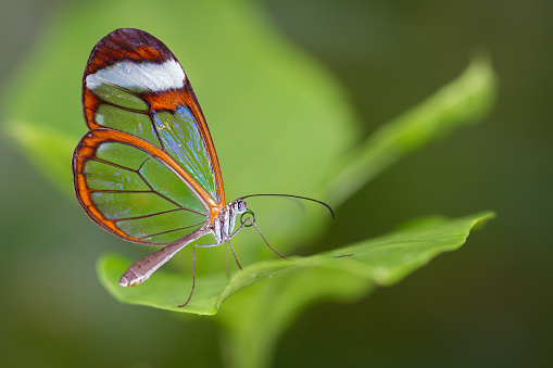 A Tiger longwing butterfly on a leave in the tropical forest of Guatemala.