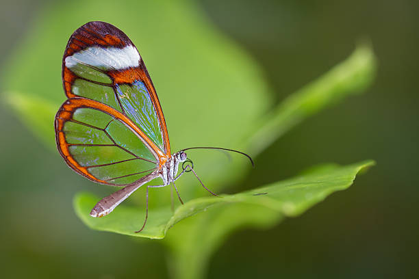 Glasswing Butterfly stock photo