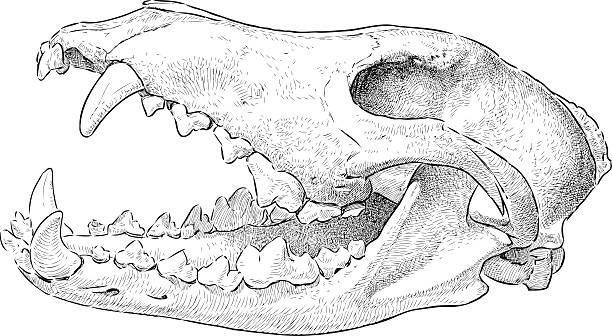 wolf 스컬 - animal skull stock illustrations