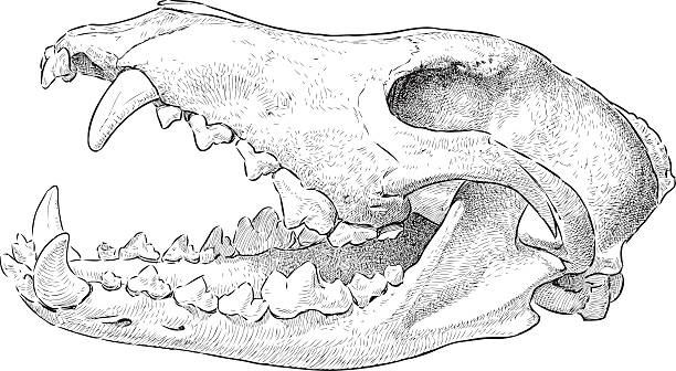 wolf skull Vector drawing of a wolf skull. animal skull stock illustrations