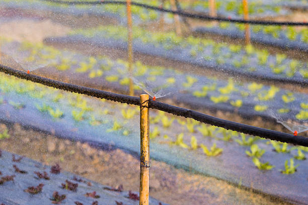 istock sprinkler watering the vegetable 530457793