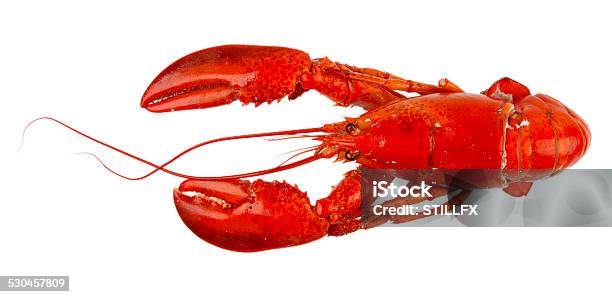 Lobster Stock Photo - Download Image Now - Animal, Boiled, Claw