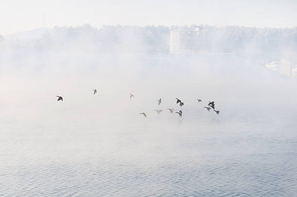 Frosty winter river with mist and ducks