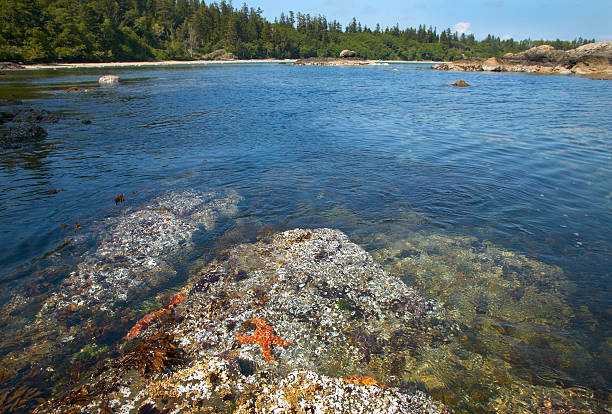 istock Landscape with starfish in Cape Scott Park. Vancouver. Canada 530459285