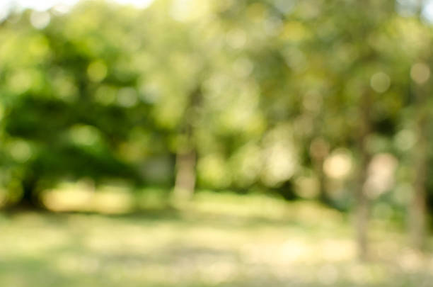 istock Green garden blurred background 530459529