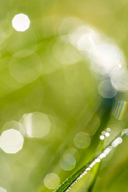 istock Defocused nature background with green grass 530461747