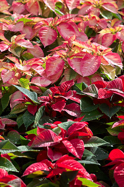 istock Poinsettia plants 530462209