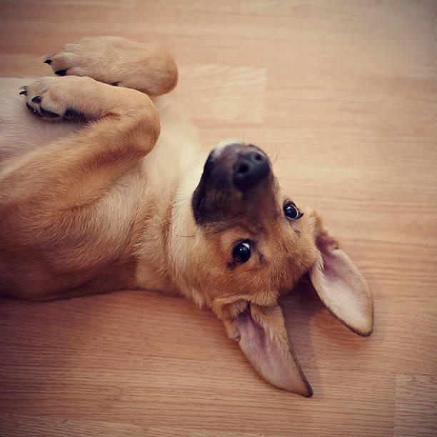 istock Portrait of an amusing puppy. 530467857