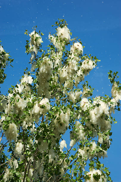 istock dissemination of the poplar 530468087
