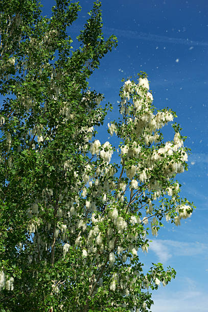istock dissemination of the poplar 530468165