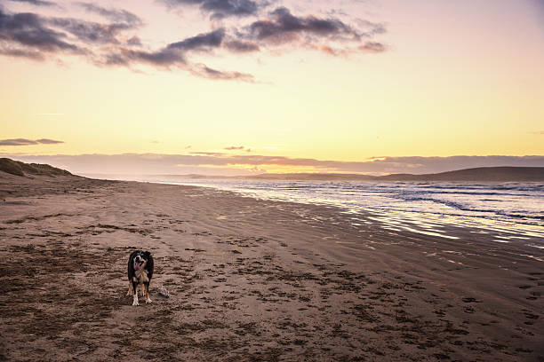 istock Border collie dog on beach at sunrise 530468217