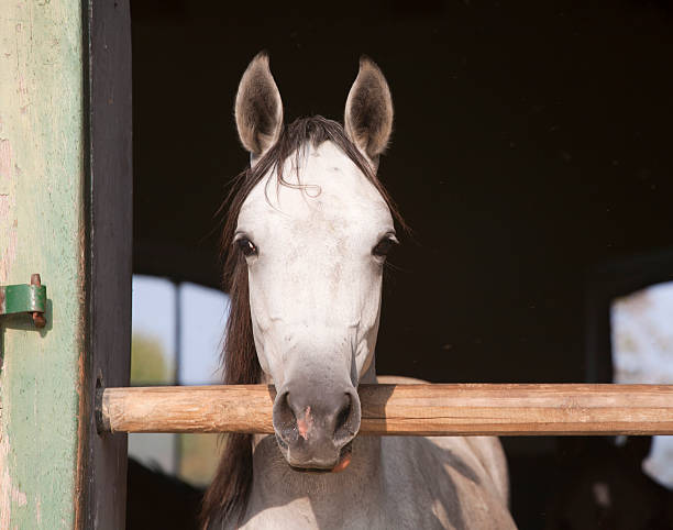 istock Beautiful purebred mare looking over stable door 530469009