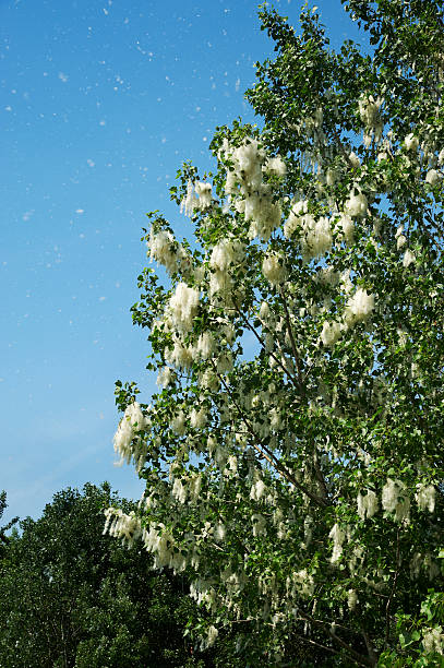 istock dissemination of the poplar 530469159