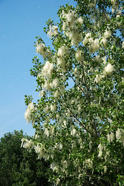 istock dissemination of the poplar 530469171