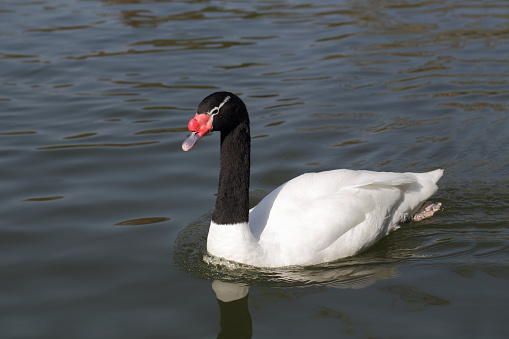 Black Necked Swan on  surface of the water.