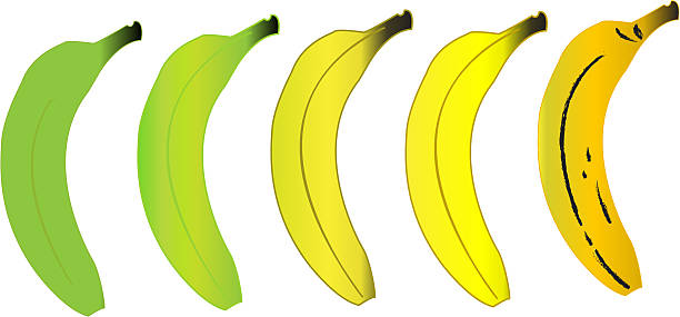 istock Green and ripe bananas 530470841