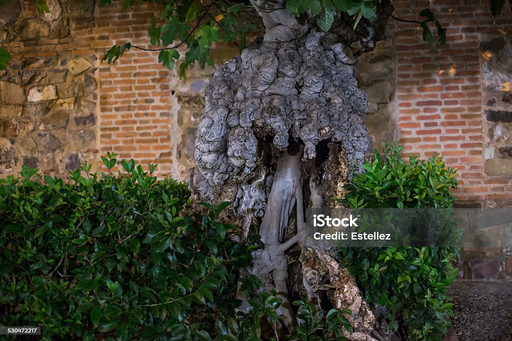 Old fig tree This fig tree has between 400 and 500 years. It is located in a garden of Caceres. Spain. Ancient Stock Photo