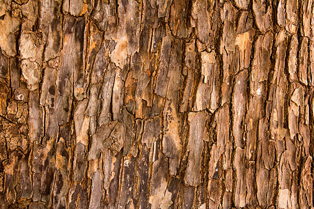 Textura da Casca de Árvore - fotografia de stock