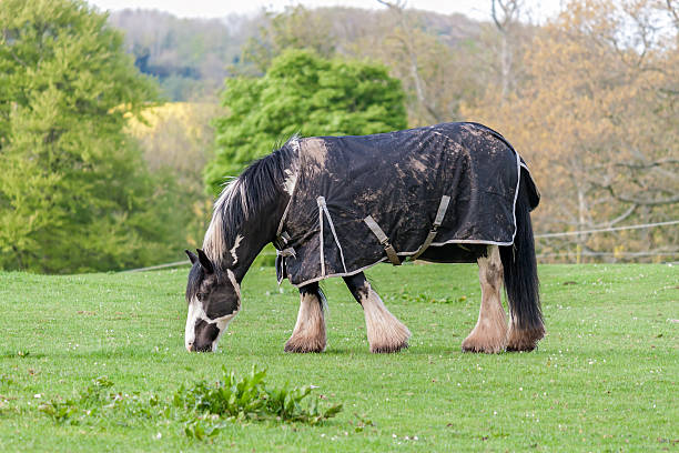 istock Grazing Horse 530472687