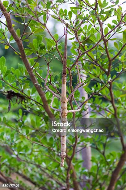 Foto de Tiaratum Insetos e mais fotos de stock de Bicho-Pau - Bicho-Pau, Animal, Artrópode