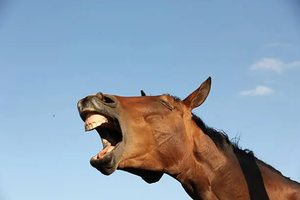 Brown horse with mouth open appears to be making noise