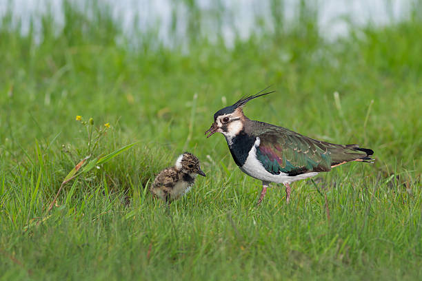 Northern Lapwing  A Mother Northern Lapwing (Vanellus vanellus) with her Chick in the Wild wader bird stock pictures, royalty-free photos & images