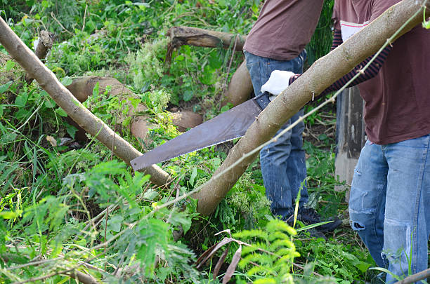 istock Thai people use A crosscut hand saw sawing tree 530477841
