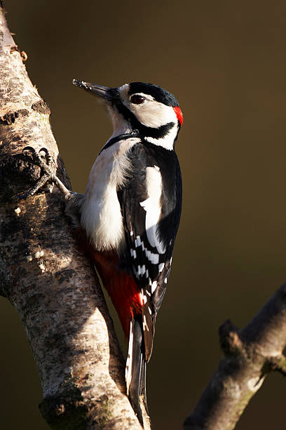 istock Great spotted Woodpecker 530478895