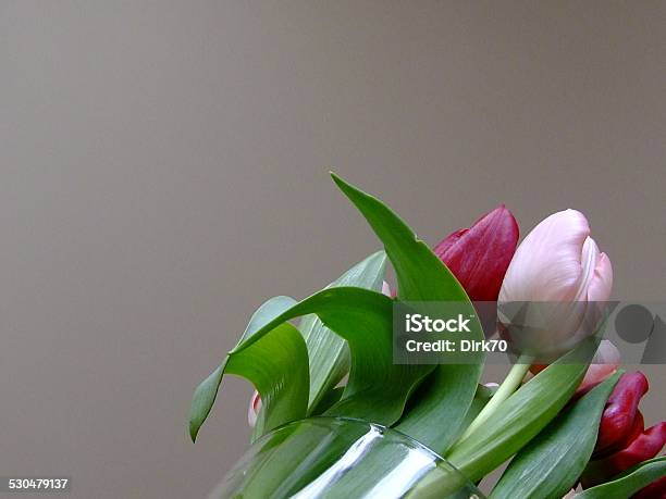 Tulips In A Vase Against A Gray Background Stock Photo - Download Image Now - Beauty, Beauty In Nature, Bouquet