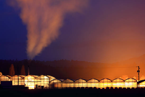 szklarnie - greenhouse plant nursery plant lighting equipment zdjęcia i obrazy z banku zdjęć