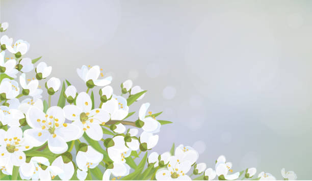 wektor wiosna coraz bogatsza drzewo na tle bokeh. - easter vector corner nature stock illustrations