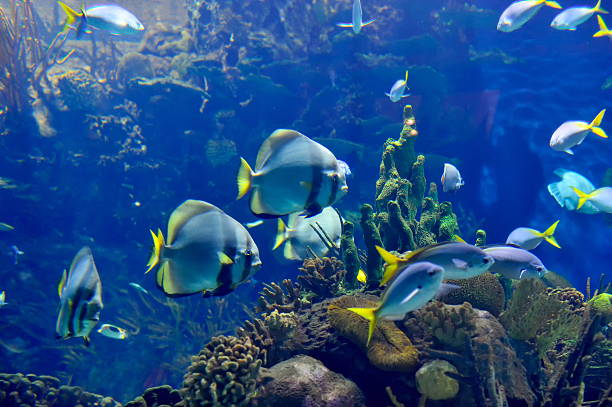 istock underwater image of tropical fishes 530480431