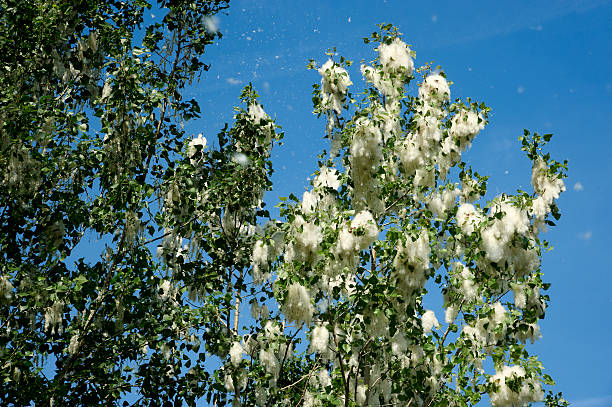 istock dissemination of the poplar 530480561