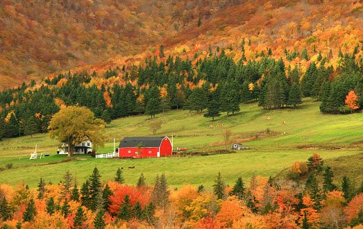 An old homestead in the Appalachians. Beautiful old red barn and white country two-story house in amazing fall colours and rolling hillside of one of the most scenic valleys in North America. Nobody is in the image. Themes include fall, beauty, mountains, Virginia, rural, agriculture, ranch, ranching, countryside, mixed forest, quaint, charming, and tidy. 