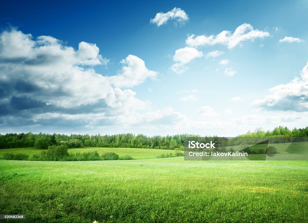 Campo de hierba y cielo perfecto - Foto de stock de Paisaje no urbano libre de derechos