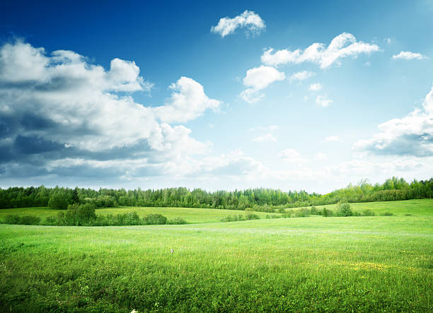 campo de hierba y cielo perfecto - horizon landscape green tree fotografías e imágenes de stock