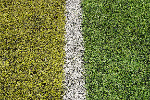 istock green grass for sport background 530482588