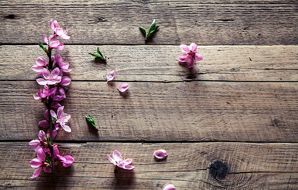 istock Peach blossom on old wooden background. Fruit flowers. 530482648