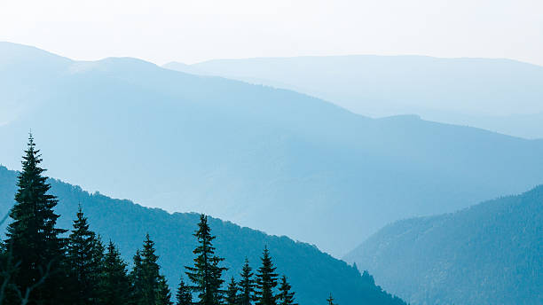 istock Blue mountains and fir-trees  in Ukraine Carpathians 530482704
