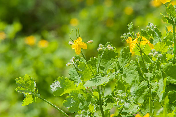 istock celandine flower day 530482810