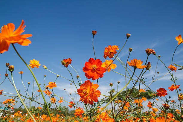 istock yellow cosmos flower in garden 530482845